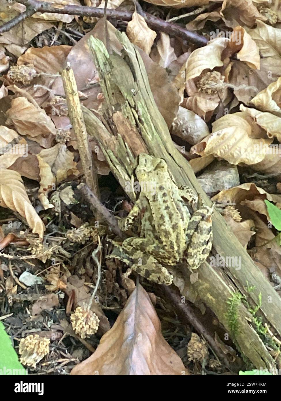 Sach Rana European Common Frog (Rana temporaria), Amphibia, Wildbacher ...