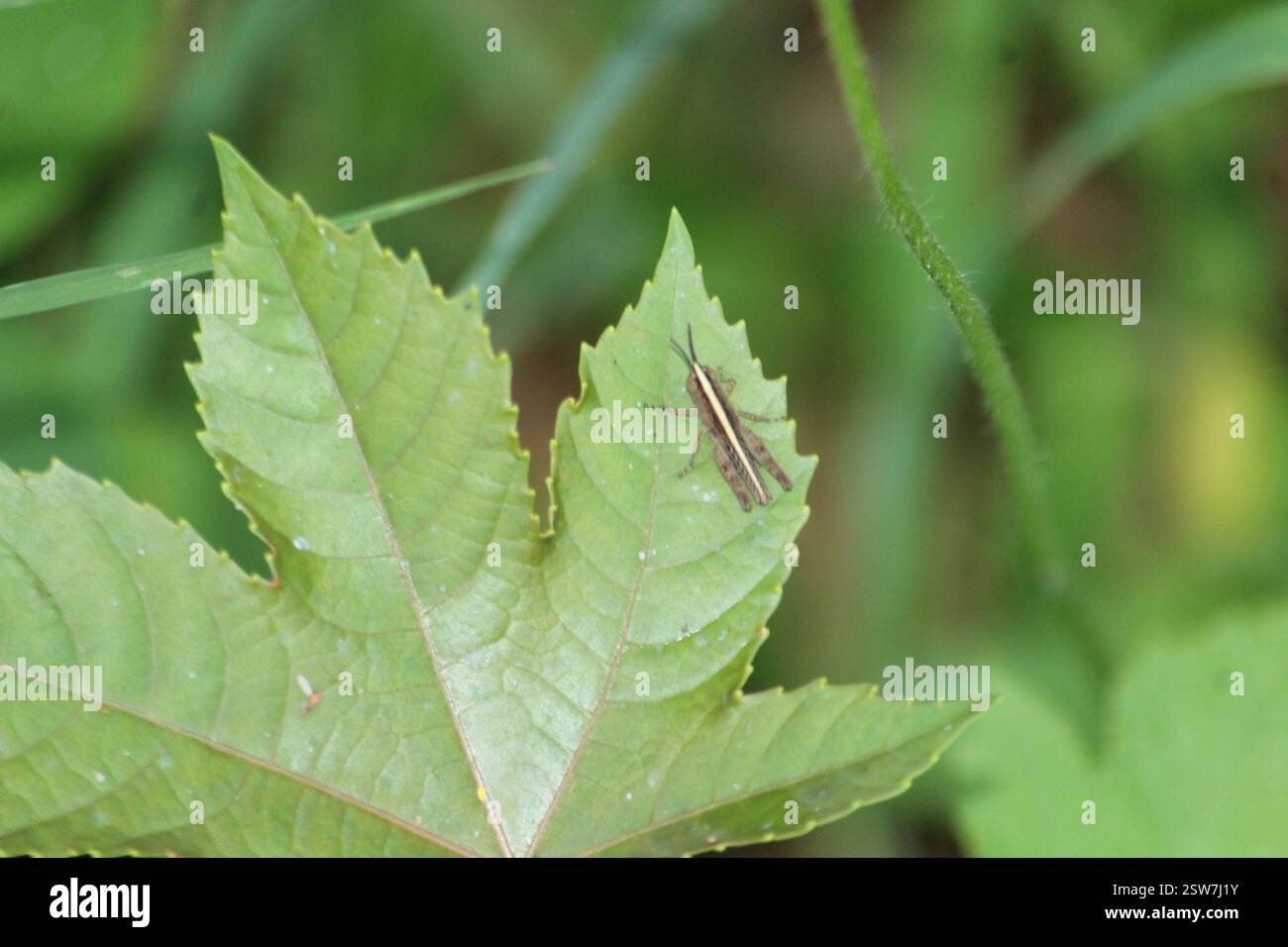 Grasshoppers (Acrididea), Insecta, 7MXF+H82, Chamundi Hill Road ...