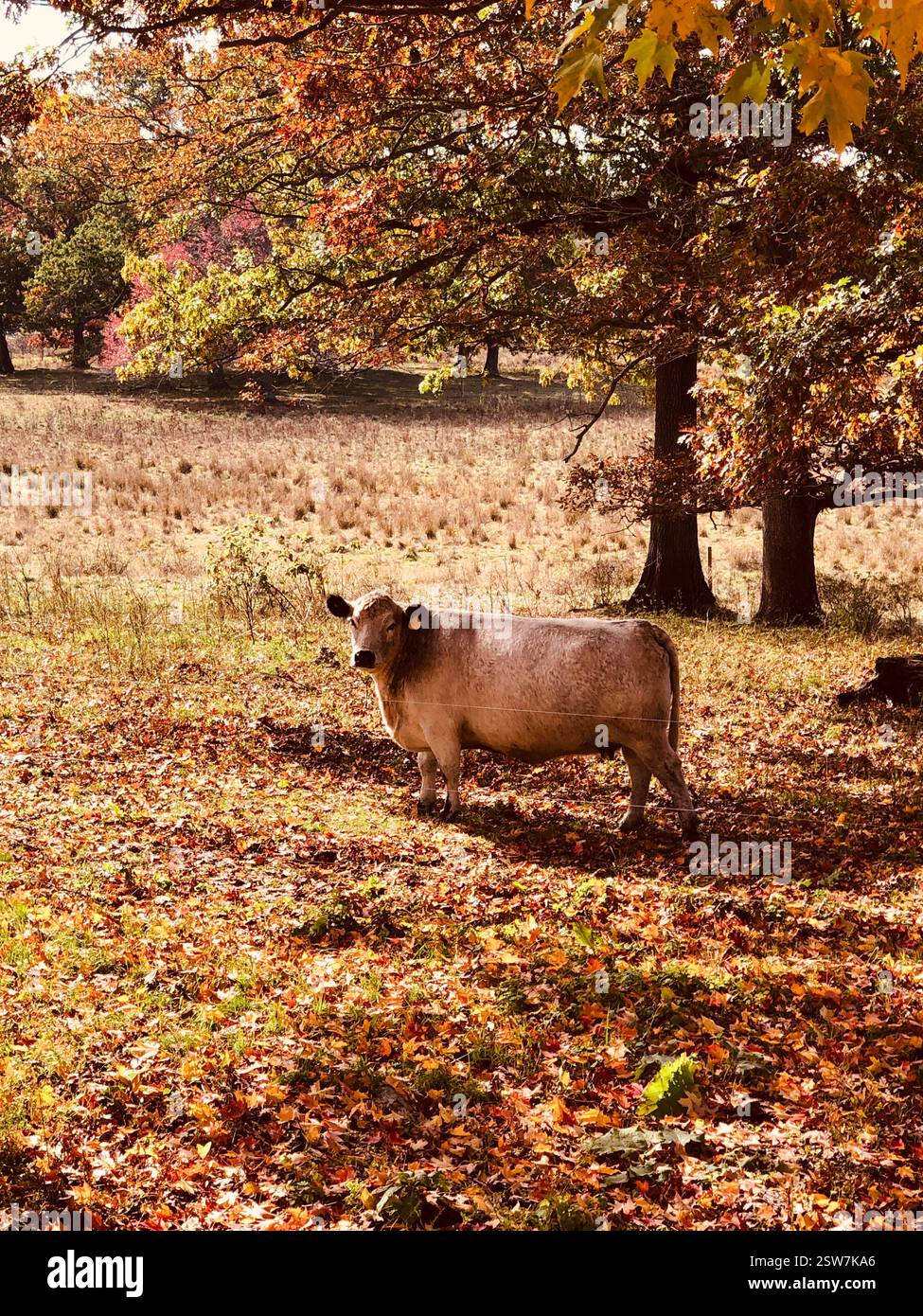 A beautiful farm cow is highlighted in this image of autumn in New England, with orange, red and brown leaves. - Smartphone Captured Stock Image