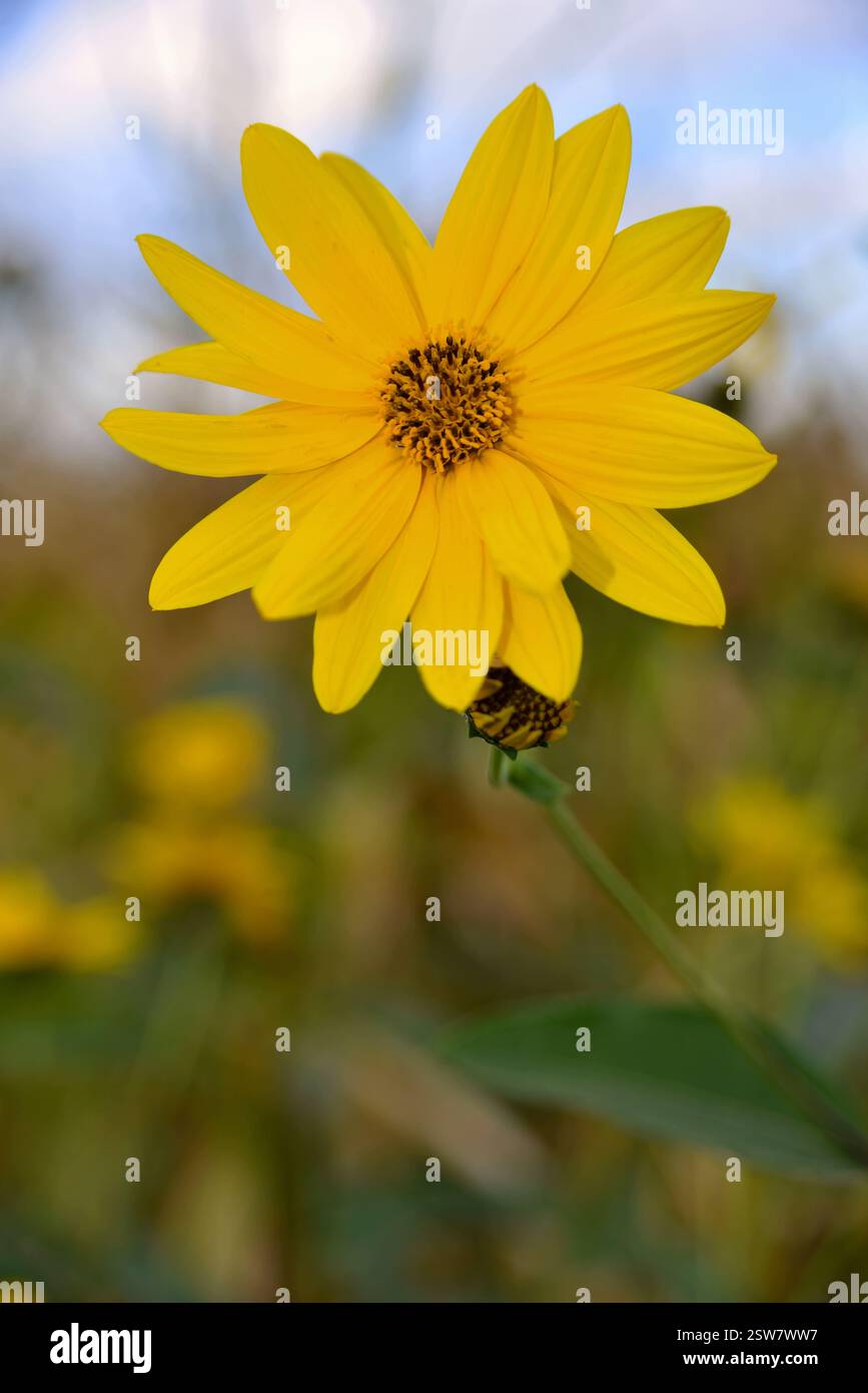 Tall upright hi-res stock photography and images - Alamy