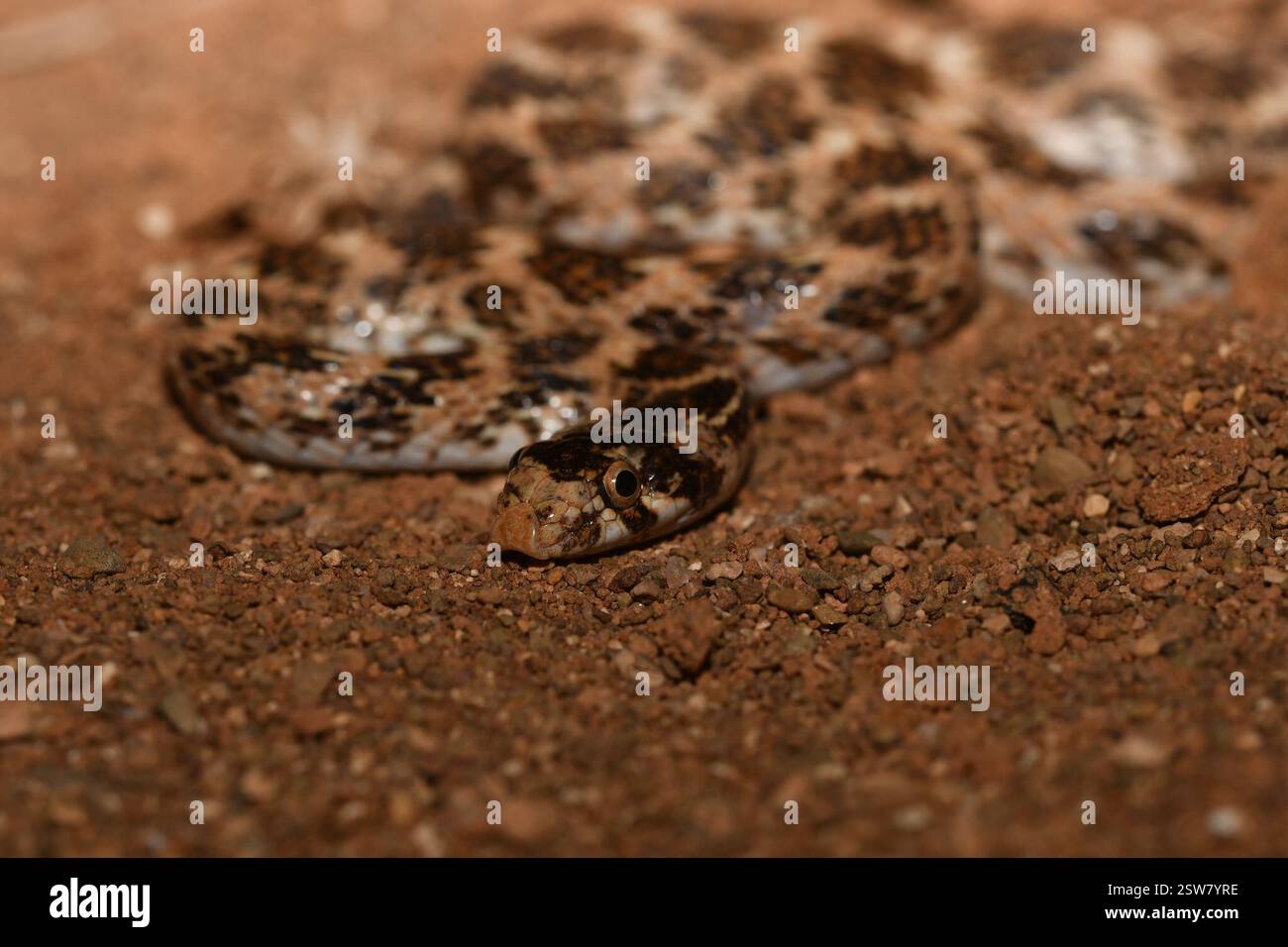 Awl-headed Snake (Lytorhynchus diadema), Reptilia, Province de Guelmim ...