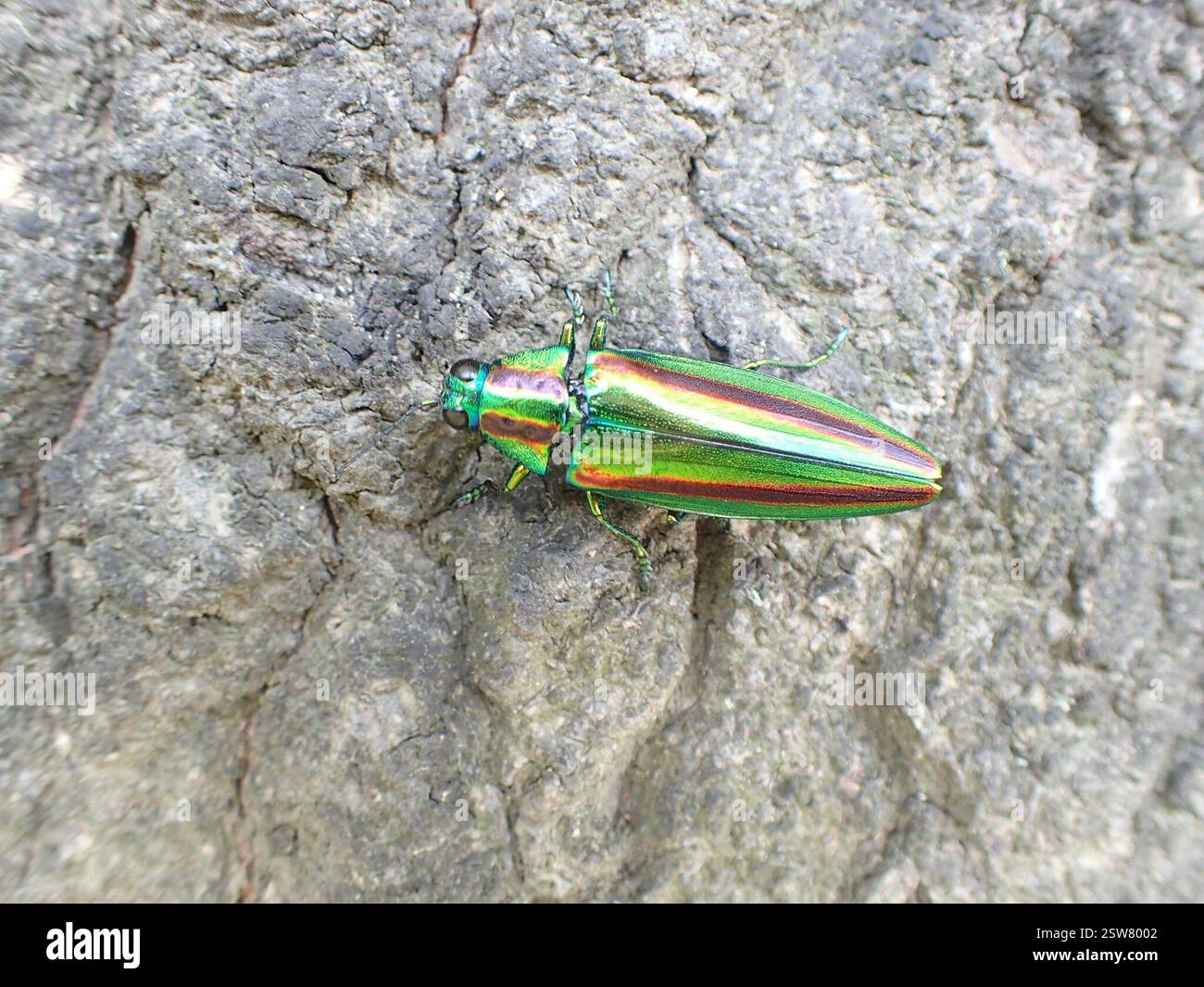 Japanese Jewel Beetle (Chrysochroa fulgidissima), Insecta, Nara, JP