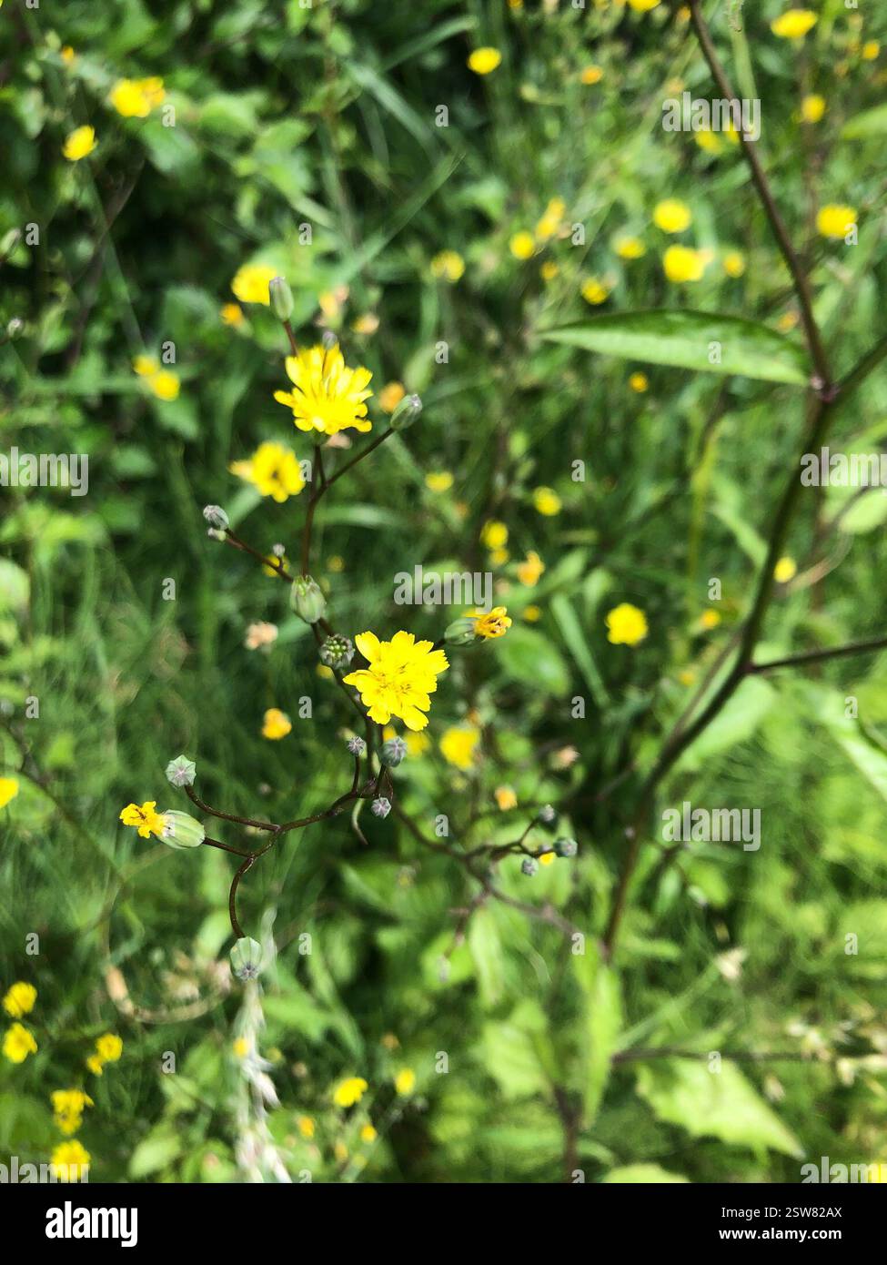 nipplewort (Lapsana communis), Plantae, Hathern, Loughborough, England, GB Stock Photo