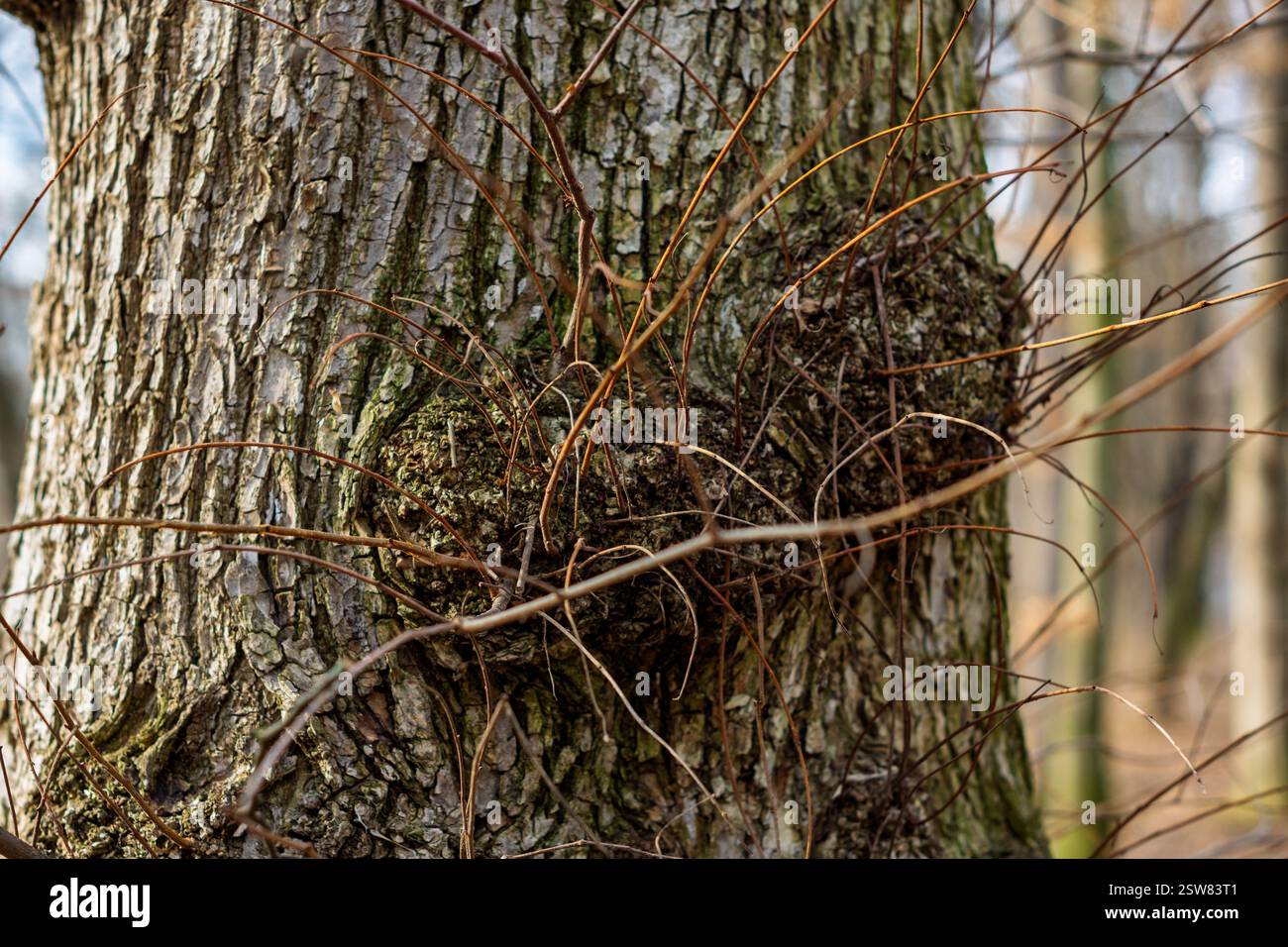 Branch Ridge A close-up of tree bark displaying complex textures and growth patterns ...