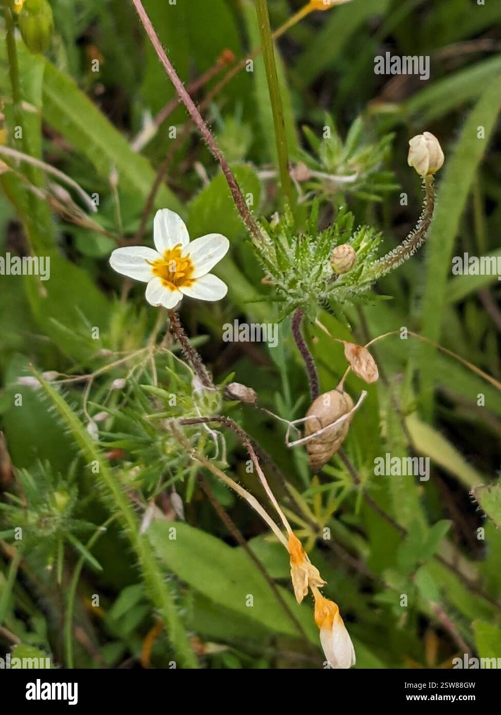 variable linanthus (Leptosiphon parviflorus), Plantae, Empire Grade (at ...