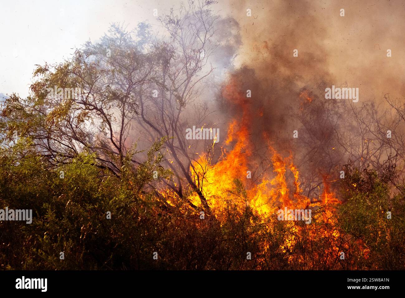 Bushfire in Australia with fire and smoke engulfing trees Stock Photo ...