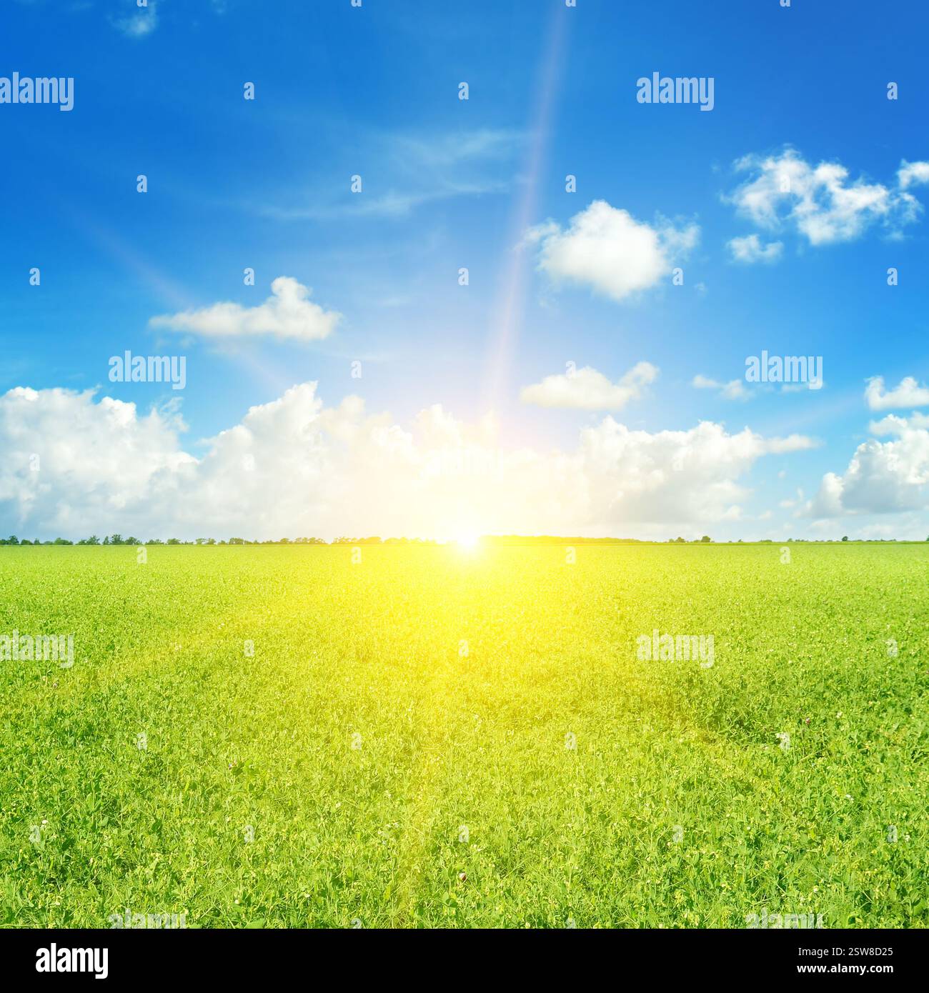 Green field and sun on blue sky with light clouds Stock Photo - Alamy