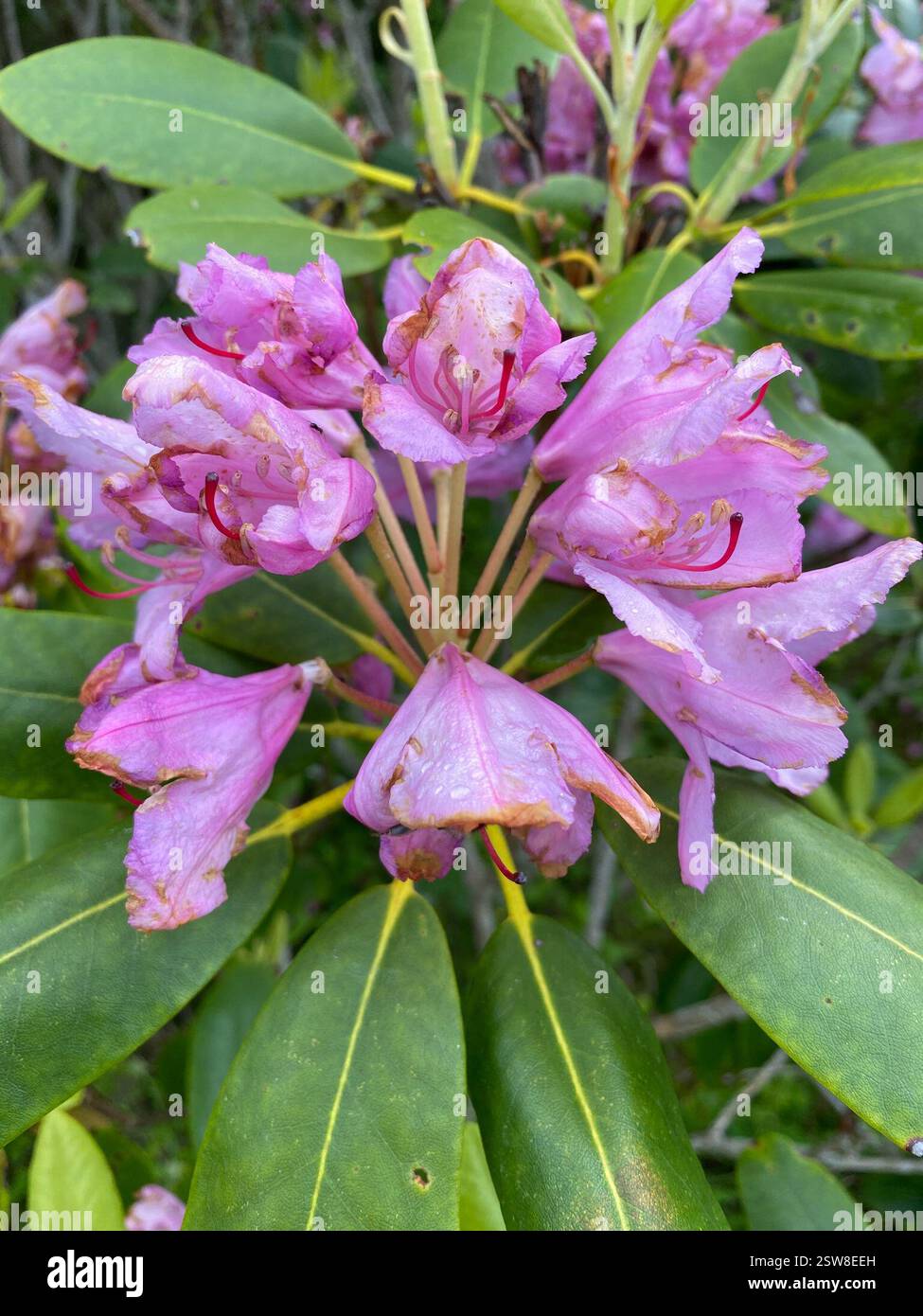 Catawba Rhododendron (Rhododendron catawbiense), Plantae, Water Rock ...
