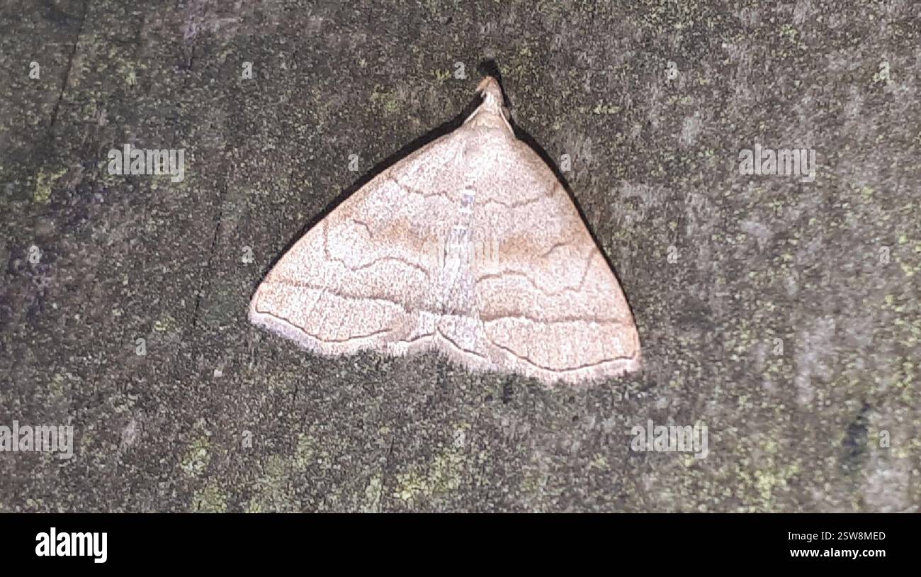 Shaded Insect Shaded Fan-foot (Herminia tarsicrinalis), Insecta, Oberlenningen, 73252 ...
