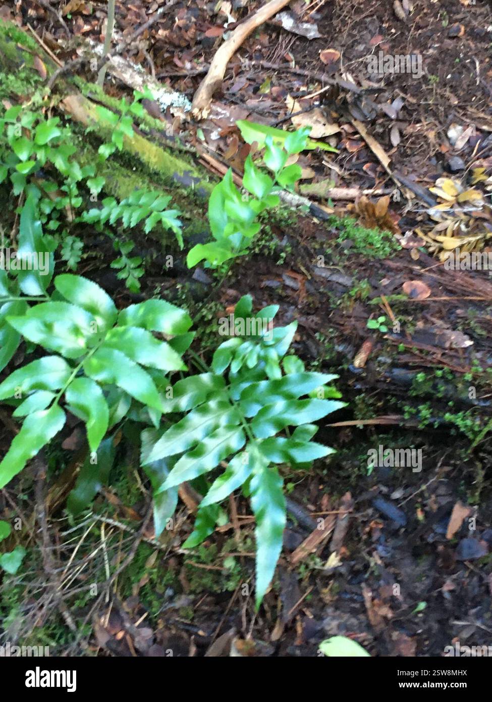Sporeling hi-res stock photography and images - Alamy
