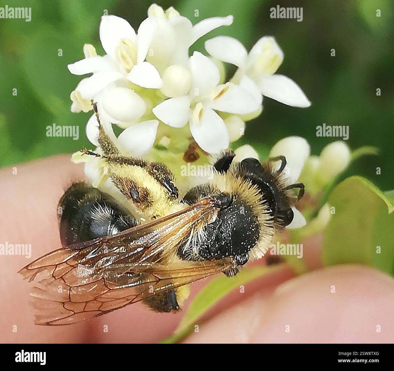 Mining Bees (Andrena), Insecta, Ballenstedt, Germany, Not phased by my ...