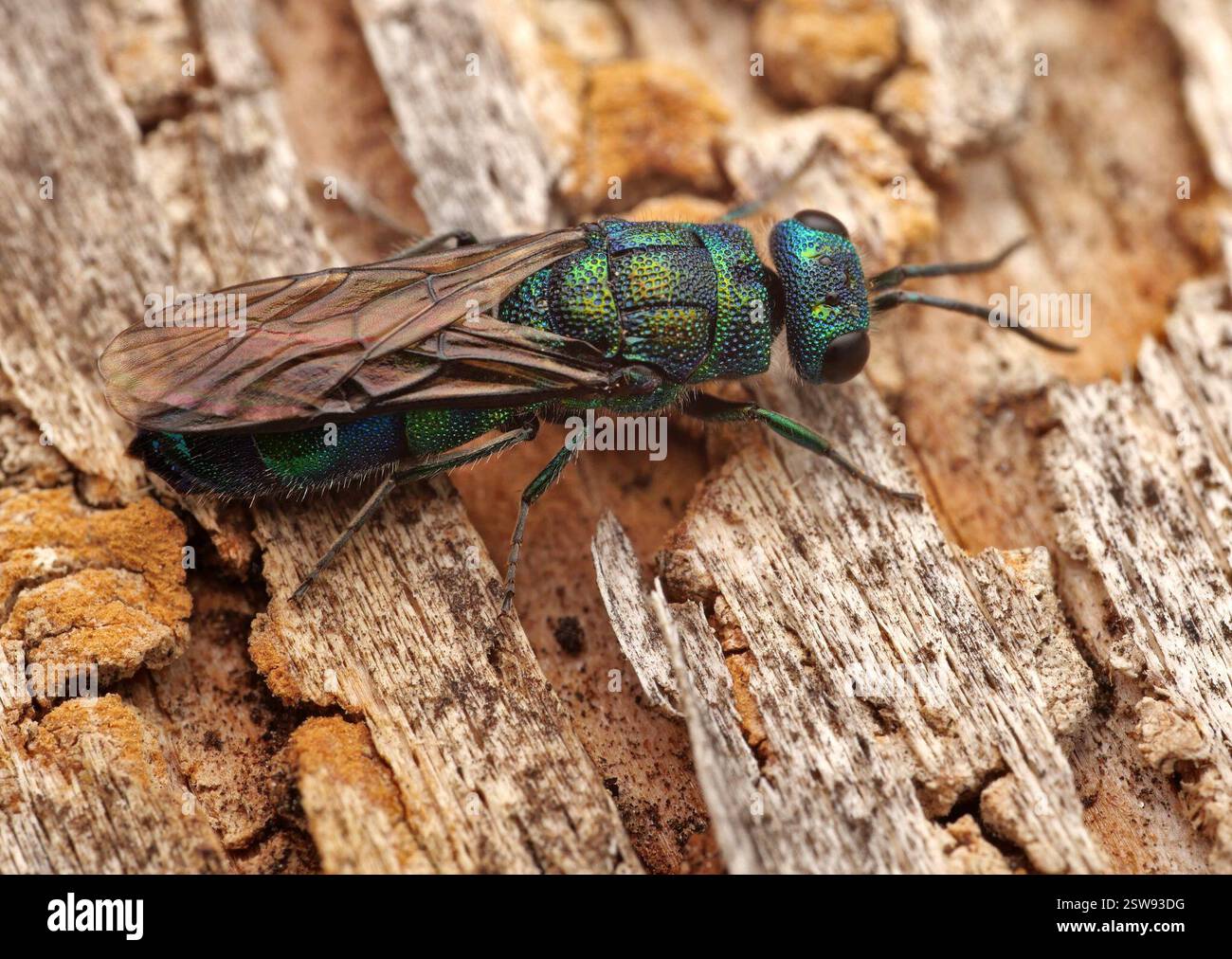 (Chrysis iris), Insecta, Hluboká nad Vltavou, Tschechien Stock Photo ...