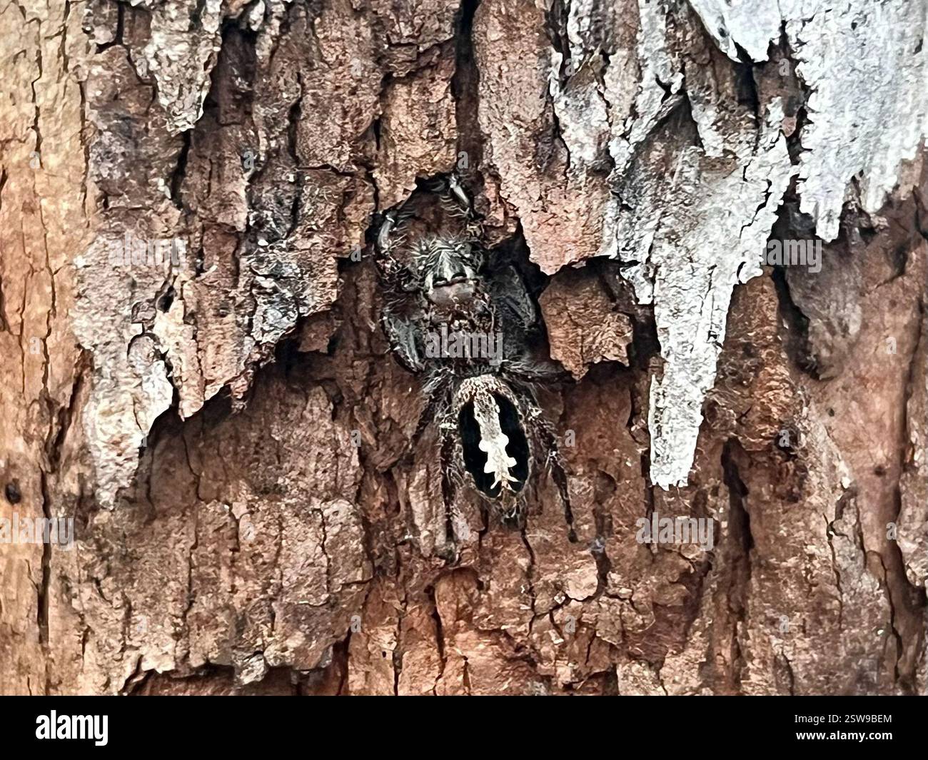 Superb Jumping Spider (Sandalodes superbus), Arachnida, Toohey Forest Park, Nathan, QLD, AU Stock Photo