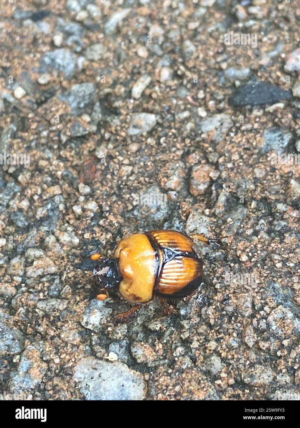 (Bolbocerosoma), Insecta, Trotters Glen Rd, Baldwin, GA, US Stock Photo ...