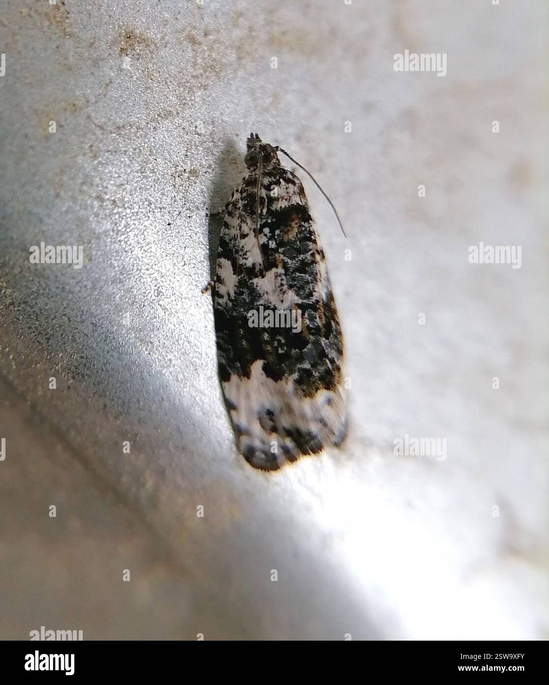 White-shouldered Marble (Apotomis turbidana), Insecta, Россия Stock ...