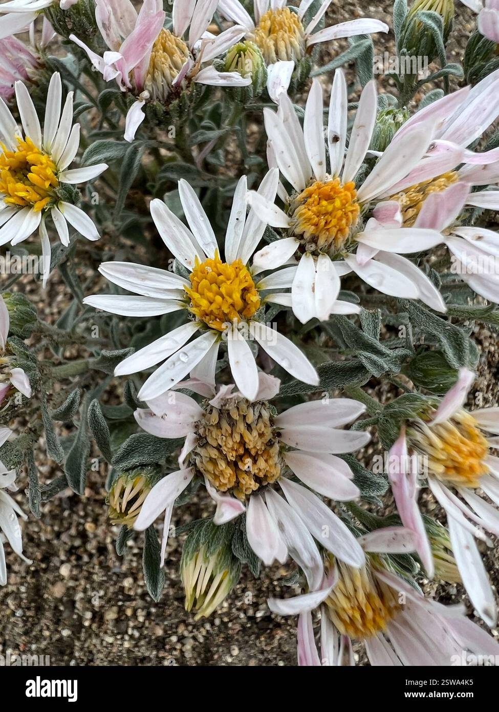 Showy Townsendia (Townsendia florifera), Plantae, Owyhee County, ID ...