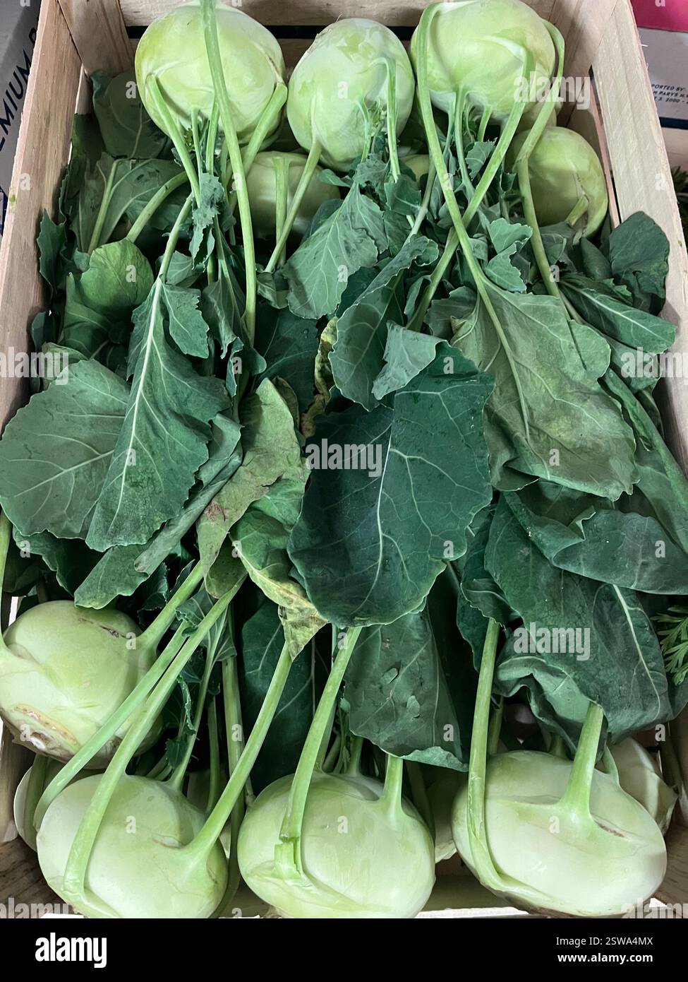 kohlrabi, German turnip, turnip cabbage, vegetables, warehouse, storage, crate, agriculture, food supply, vegetable storage, distribution - Smartphone Captured Stock Image