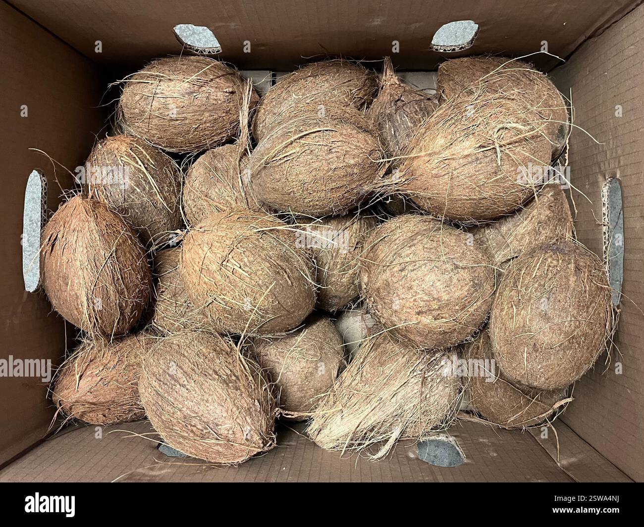 coconuts, coconut fruits, warehouse, crate, agriculture, food supply, logistics, vegetable storage, distribution, supply chain - Smartphone Captured Stock Image