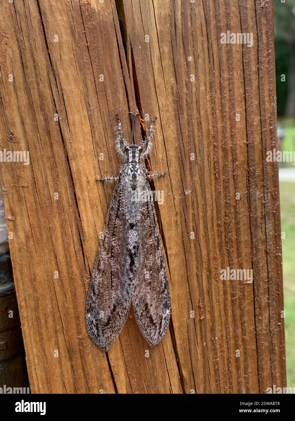 (Vella americana), Insecta, Troy Spring State Park, Mayo, FL, US Stock ...