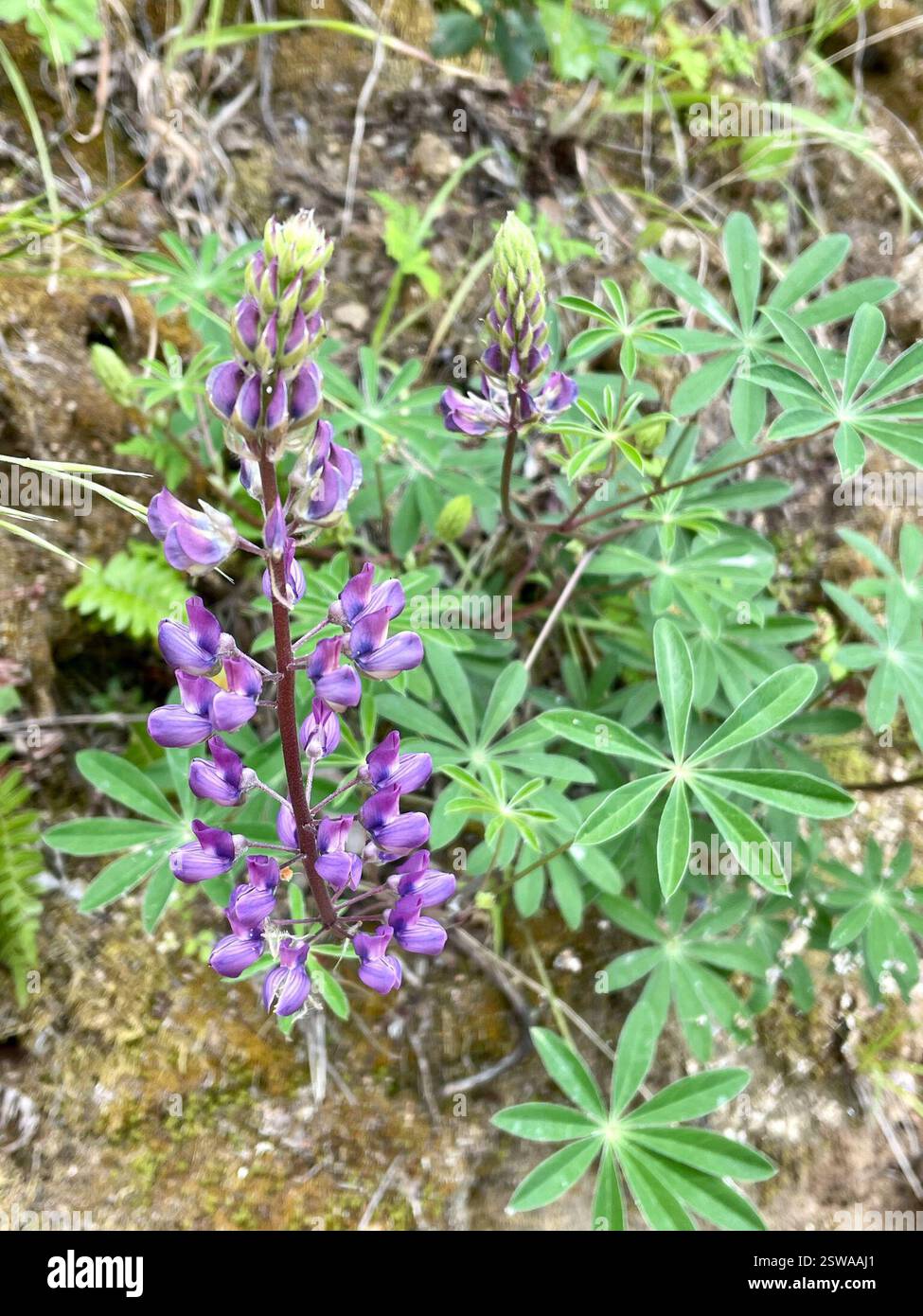 Broadleaf Lupine (Lupinus latifolius), Plantae, Carmel, CA, US ...