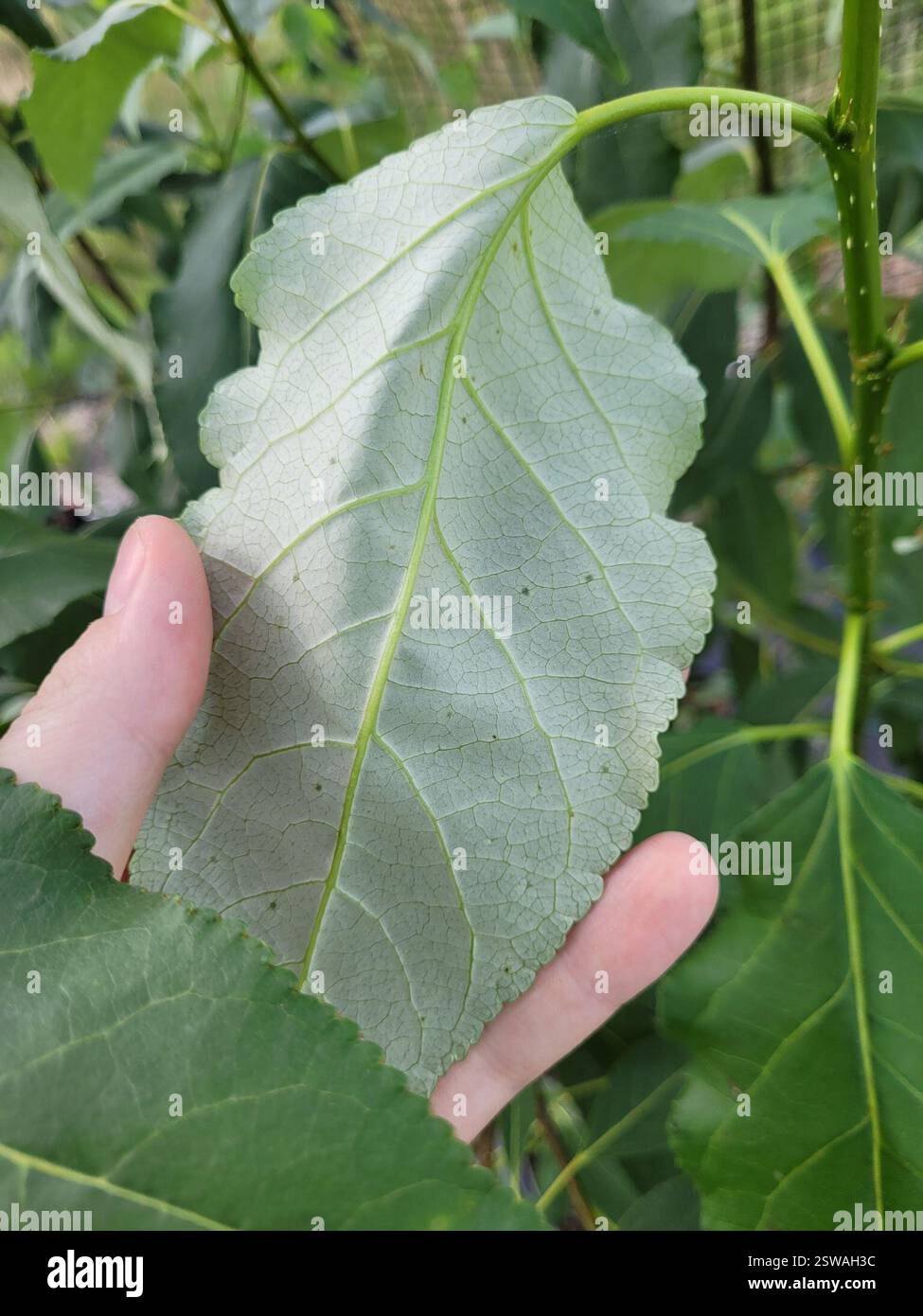 Aspen Serpentine Leafminer Moth (Phyllocnistis populiella), Insecta ...