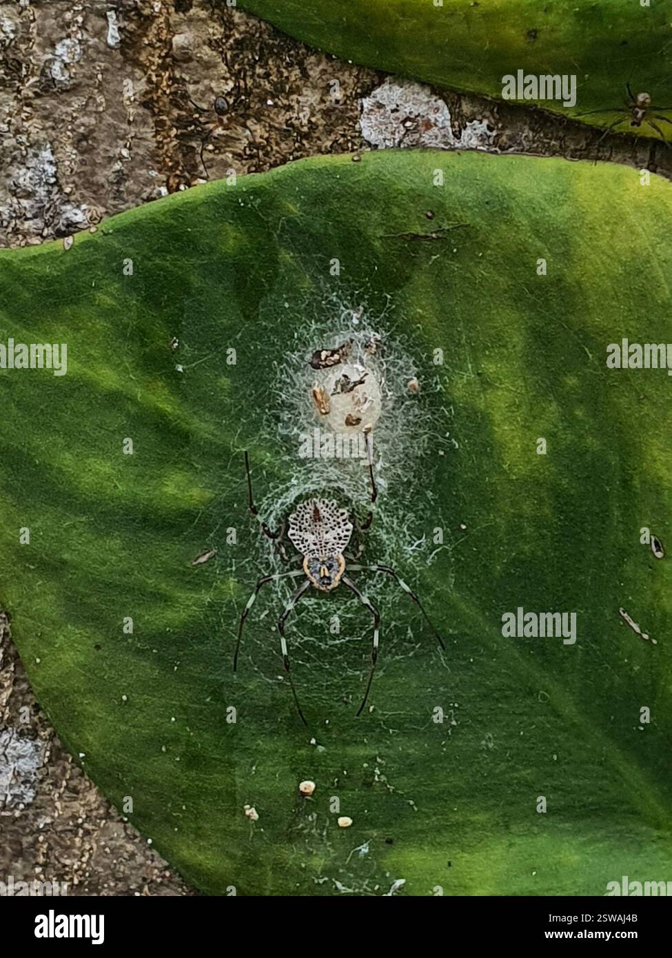 Ornamental Tree Trunk Spider (Herennia multipuncta), Arachnida, 5W6F ...