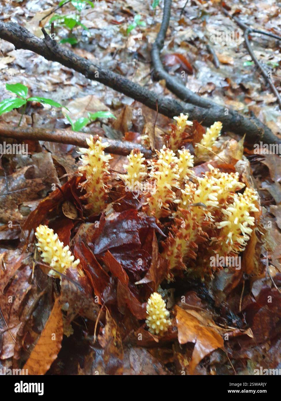 Mais root hi-res stock photography and images - Alamy