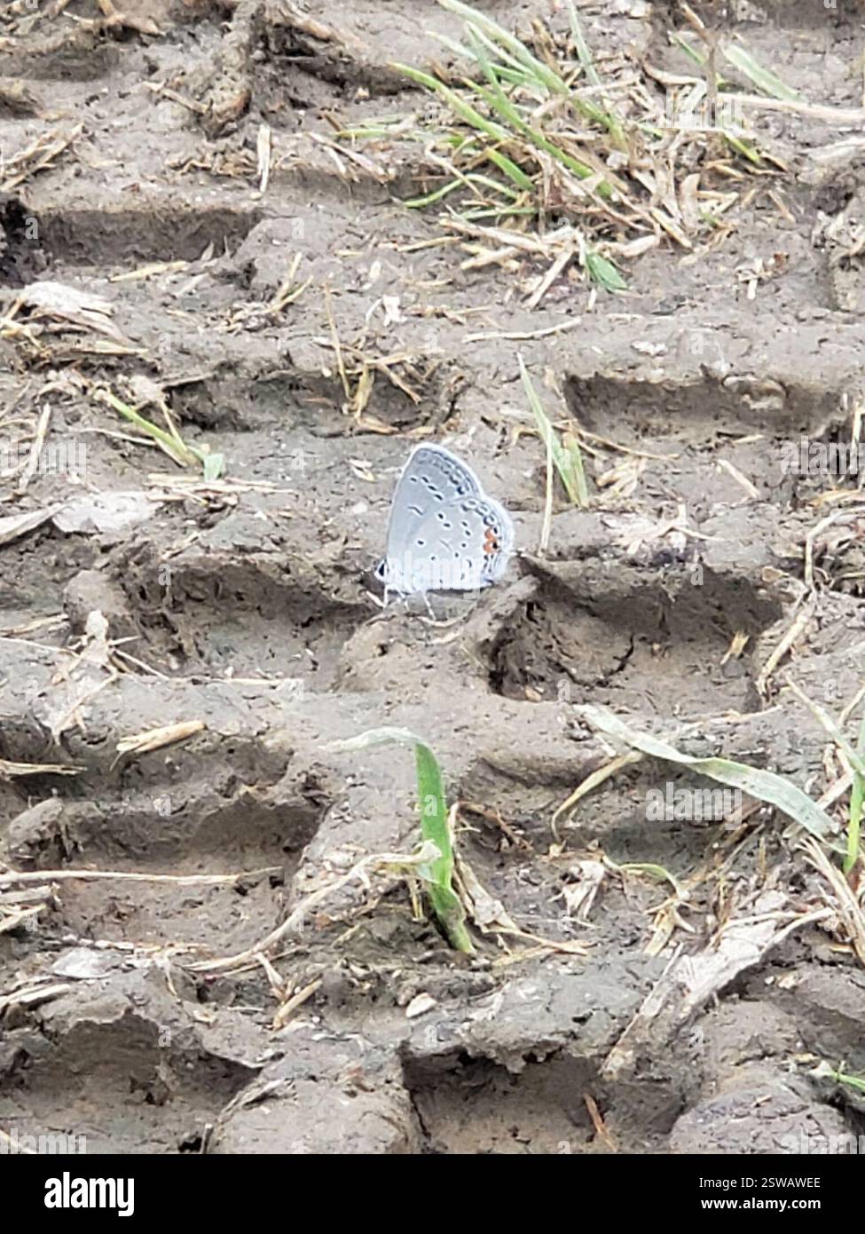 Eastern Tailed-Blue (Cupido comyntas), Insecta, Linton, IN 47441, USA ...