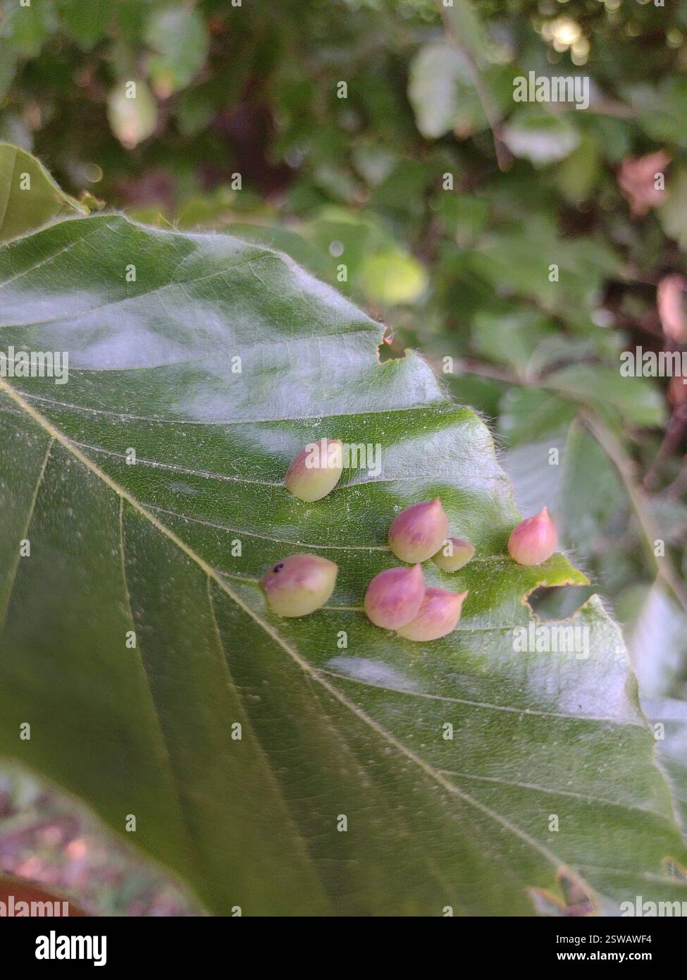 Beech Gall Midge (Mikiola fagi), Insecta, Chwarzno-Wiczlino, Gdynia ...