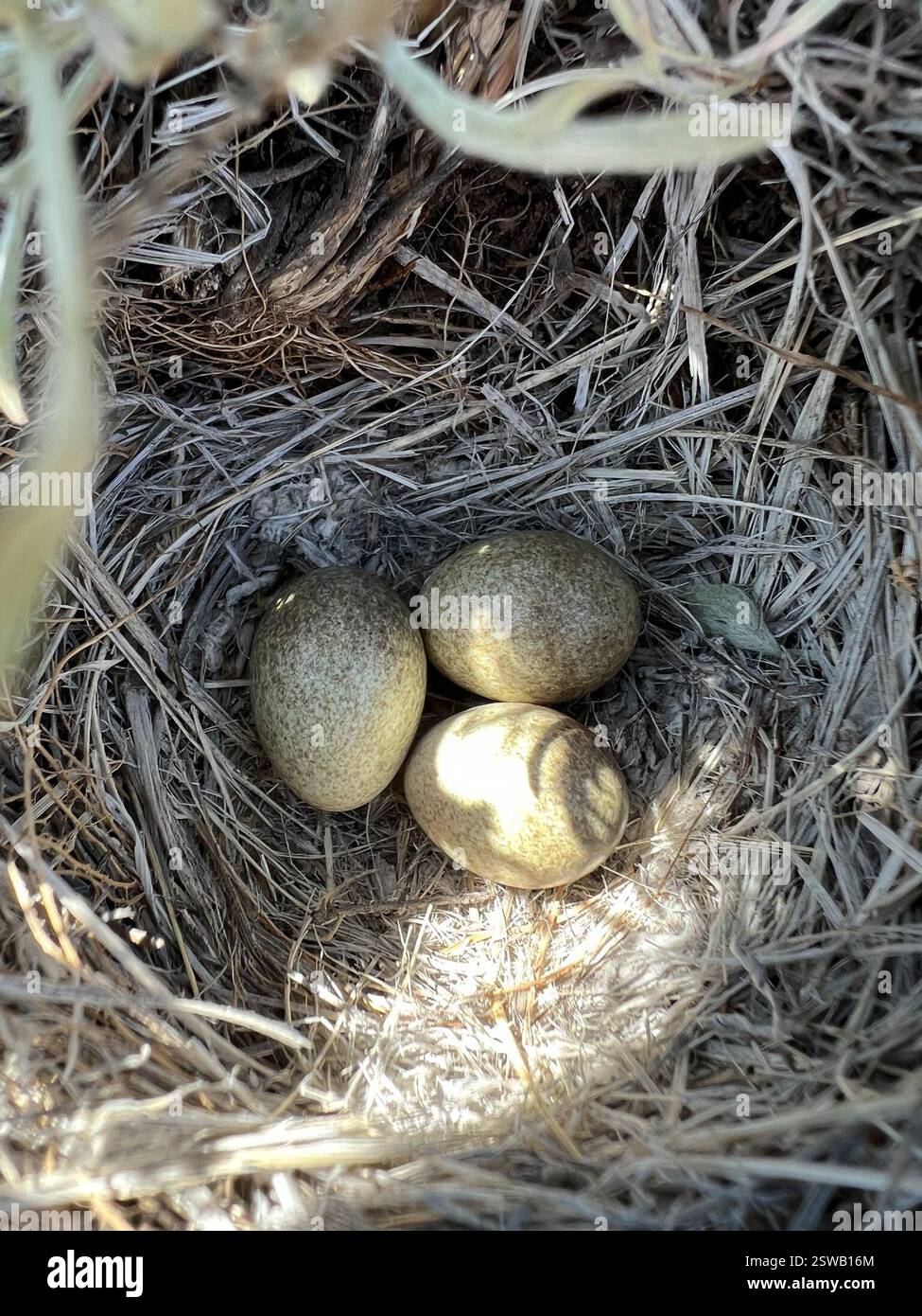 Horned Lark (Eremophila alpestris), Aves, Vantage, WA, US, Eggs were ...