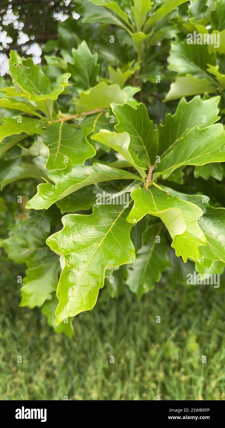swamp white oak (Quercus bicolor), Plantae, Brookfield Stock Photo - Alamy