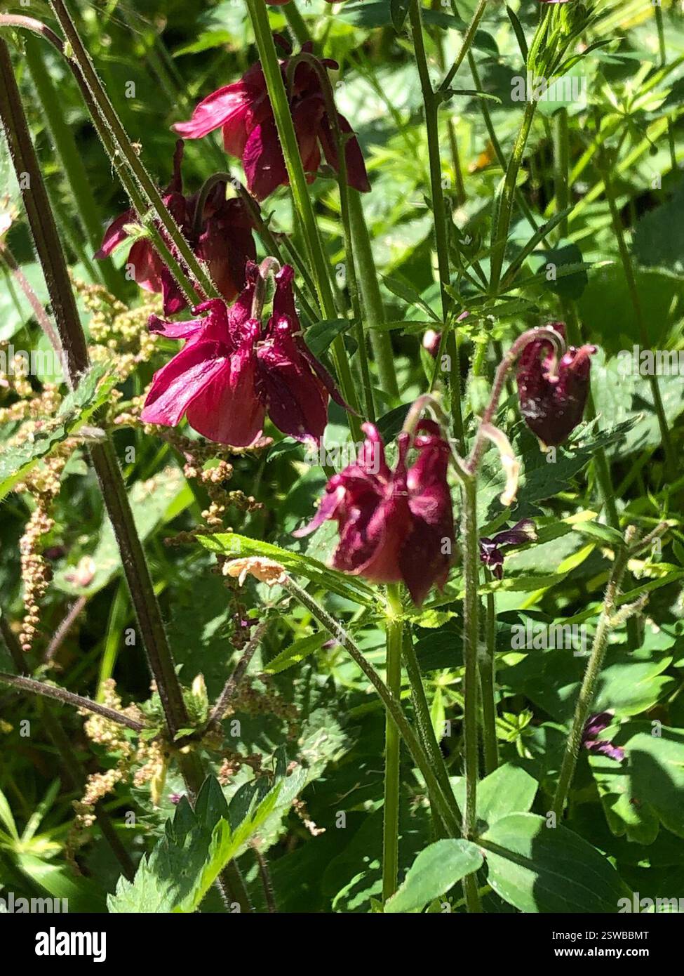 (Aquilegia vulgaris), Plantae, Hathern, Loughborough, England, GB Stock Photo