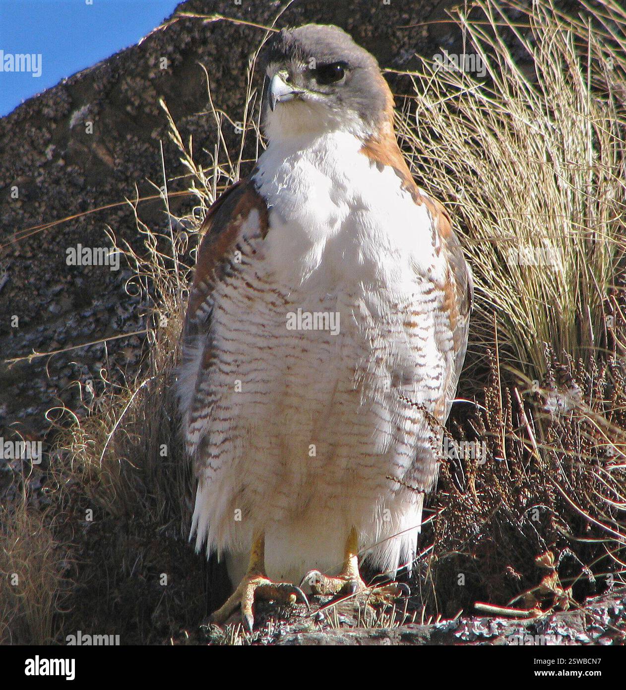 Variable Hawk (Geranoaetus polyosoma), Aves, Tafí del Valle, Tucumán ...