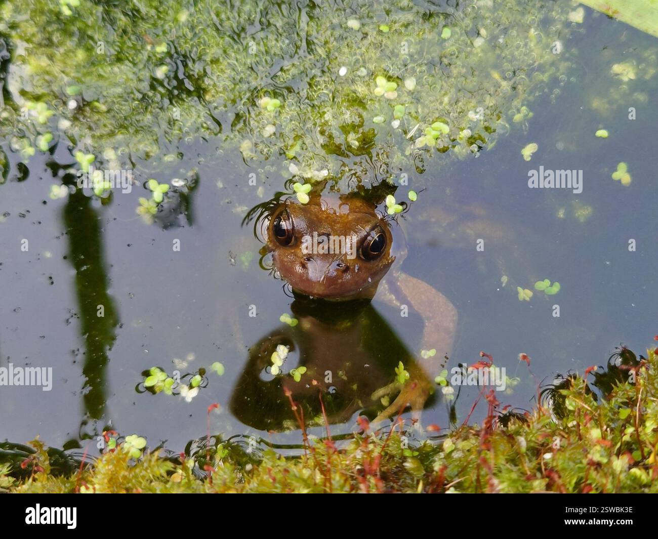 European Common Frog (Rana temporaria), Amphibia, Studley, UK, Seems ...