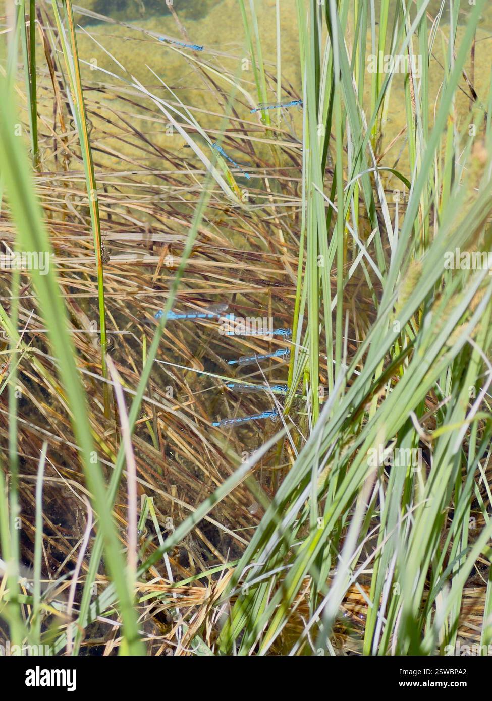Northern Bluet (Enallagma annexum), Insecta, Spray Valley Provincial ...