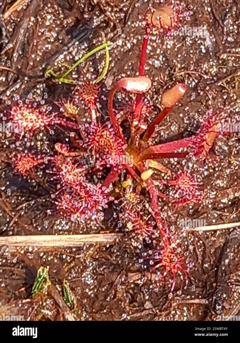 round-leaved sundew (Drosera rotundifolia), Plantae, Acharacle PH36 4AB ...
