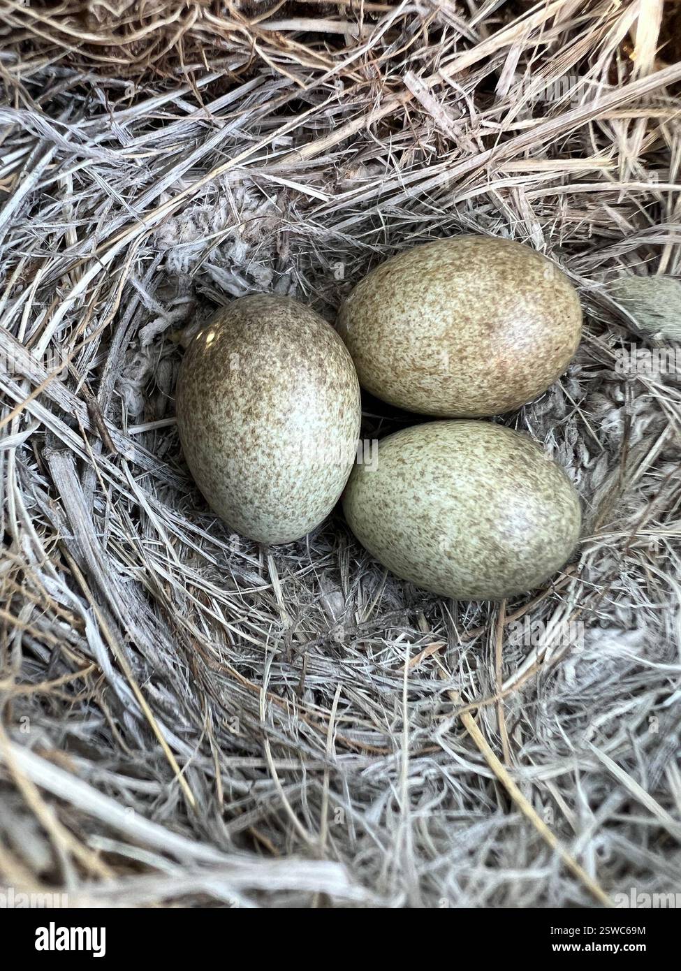 Horned Lark (Eremophila alpestris), Aves, Vantage, WA, US, Eggs were ...