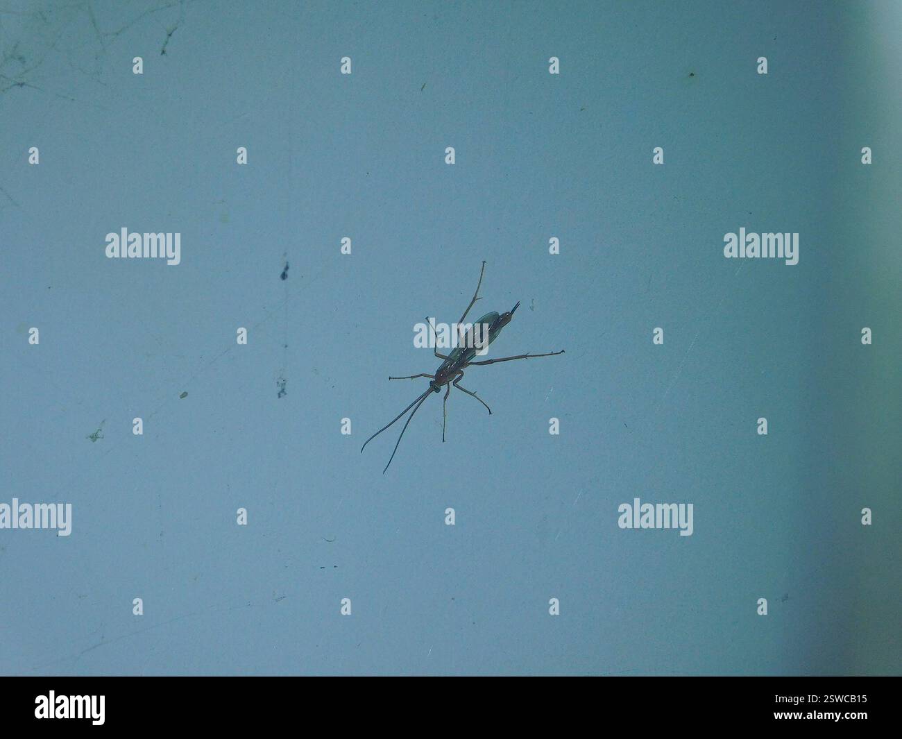 (Netelia), Insecta, Hobart TAS, Australia, My distinct impression was ...