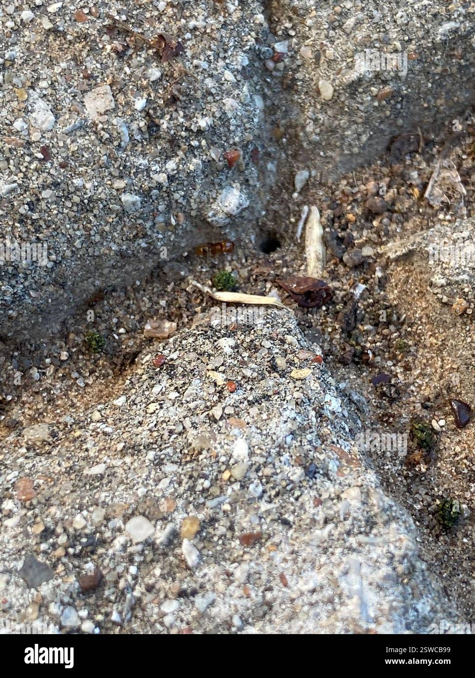 Pilifera-group Big-headed Ants (Pheidole pilifera), Insecta, Samuels ...