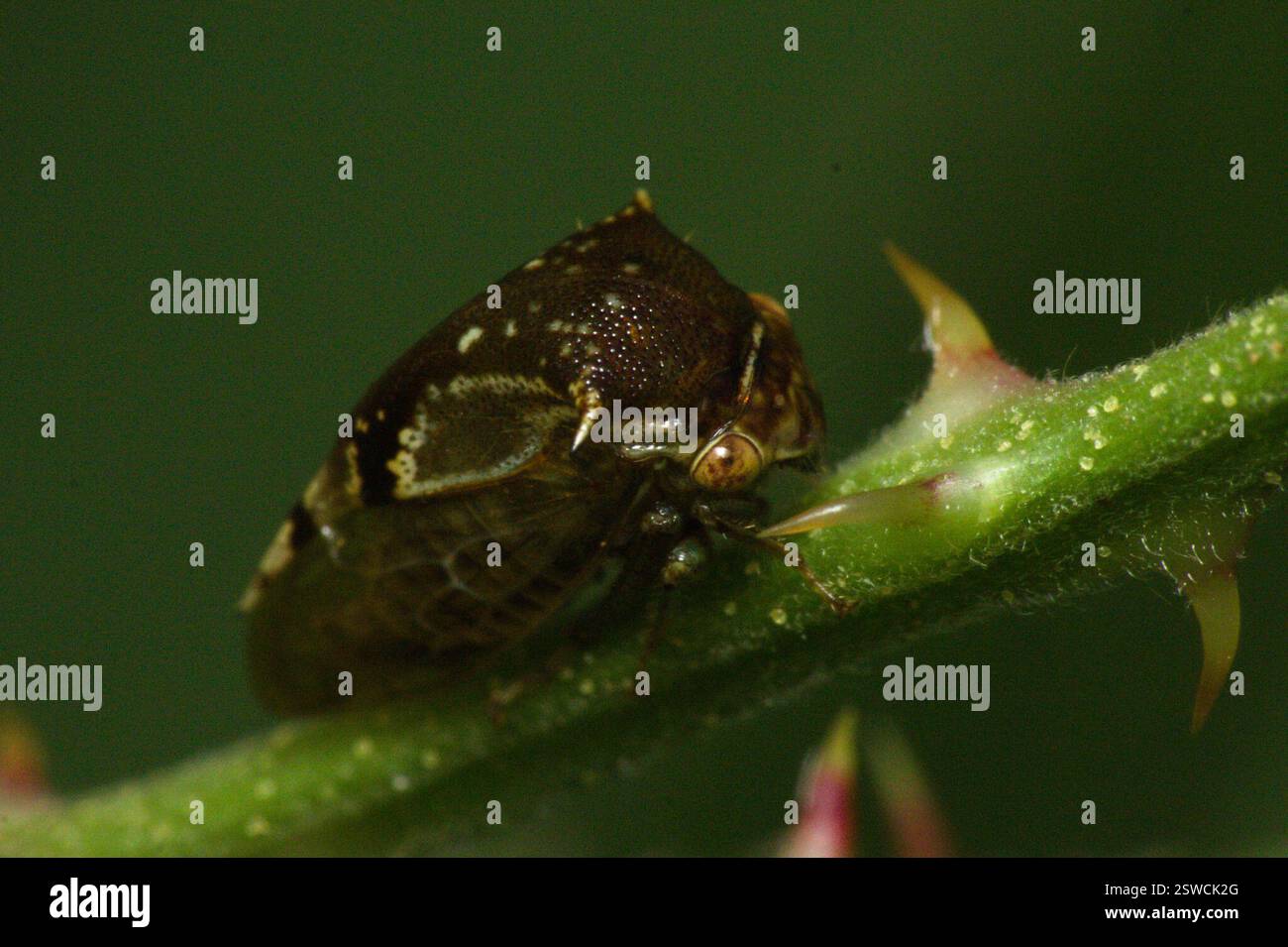 Buffle Insect Buffalo Treehoppers and allies (Ceresini), Insecta, Soledade - RS ...