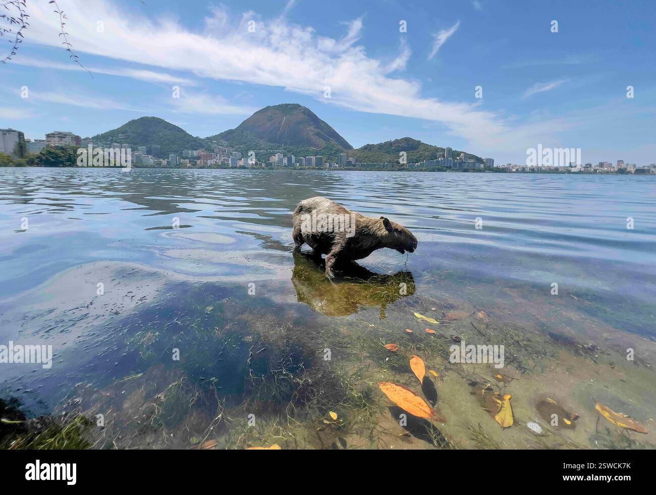 February 20, 2025, Rio De Janeiro, Rio De Janeiro, Brazil: A capybara ...