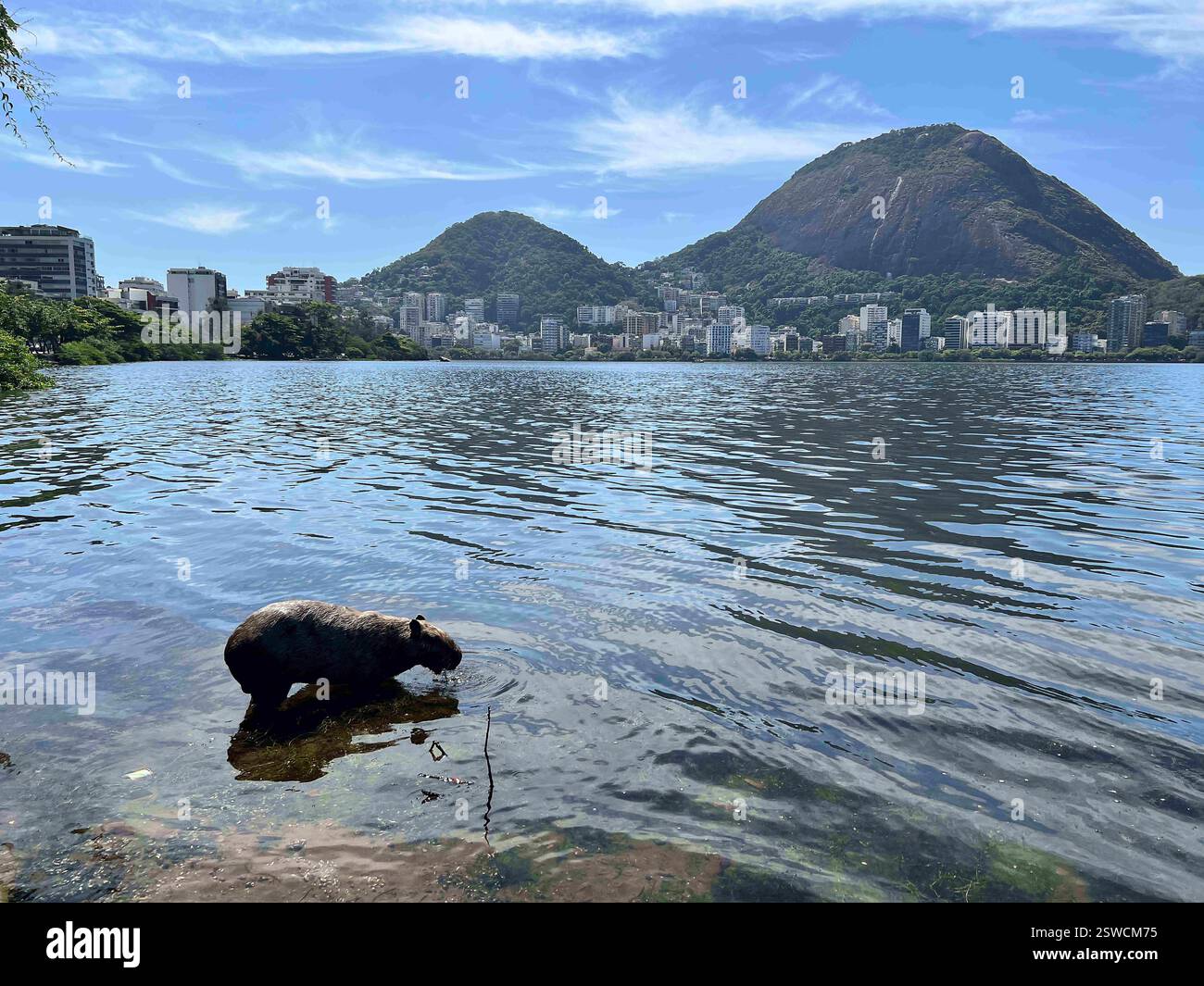 February 20, 2025, Rio De Janeiro, Rio De Janeiro, Brazil: A capybara ...