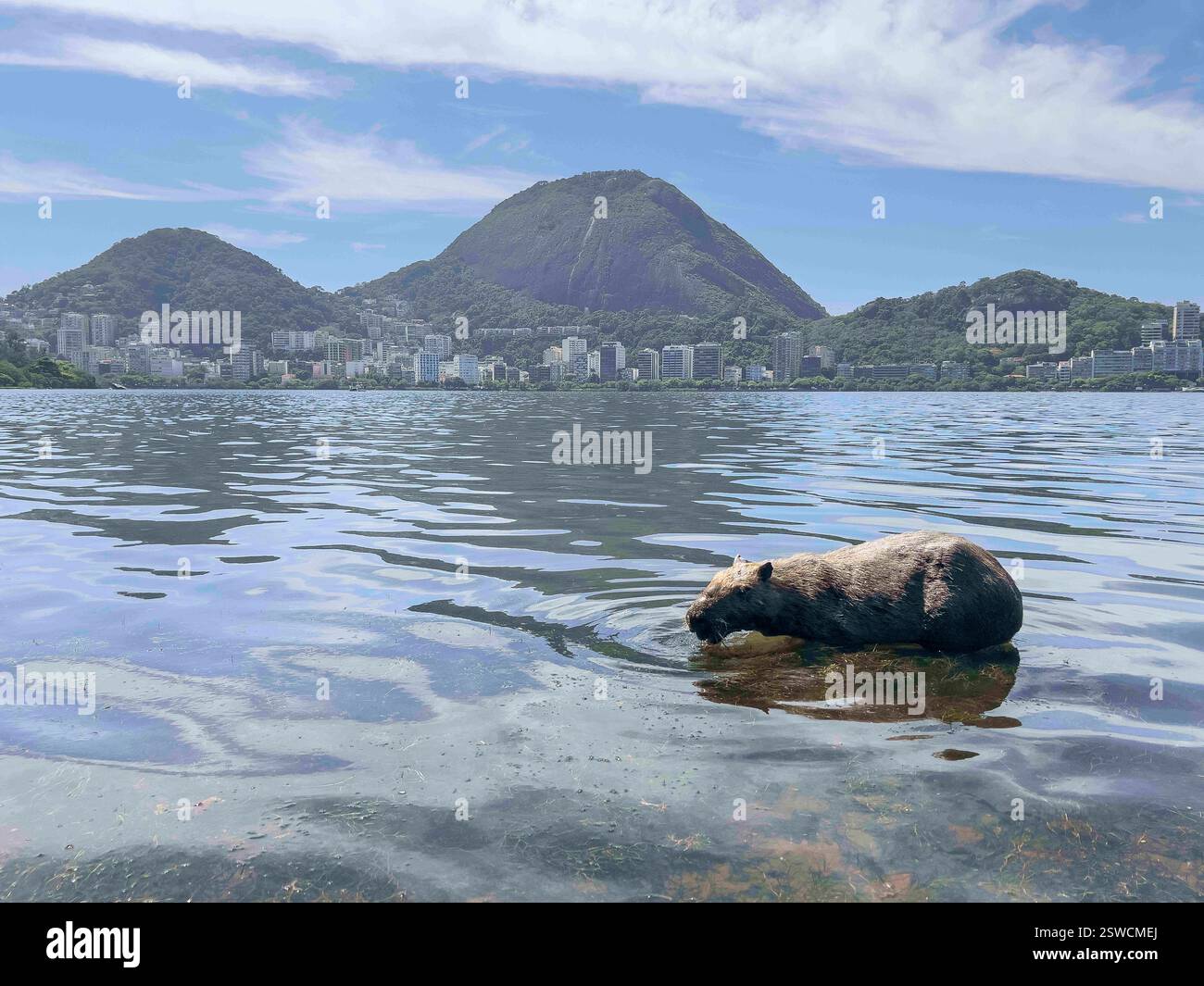 February 20, 2025, Rio De Janeiro, Rio De Janeiro, Brazil: A capybara ...