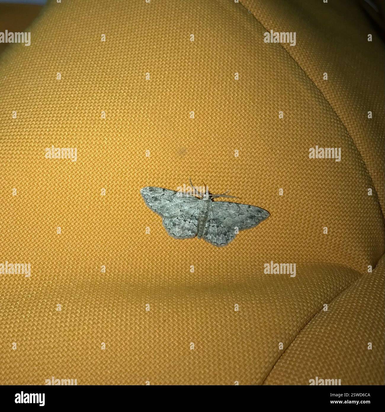 (Boarmiini), Insecta, Fort Ridgely State Park, Fairfax, MN, US Stock ...