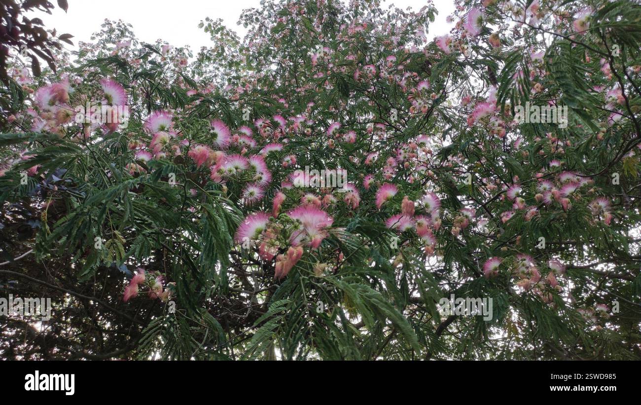 Persian silk tree (Albizia julibrissin), Plantae, Hangzhou, CN-ZJ, CN ...