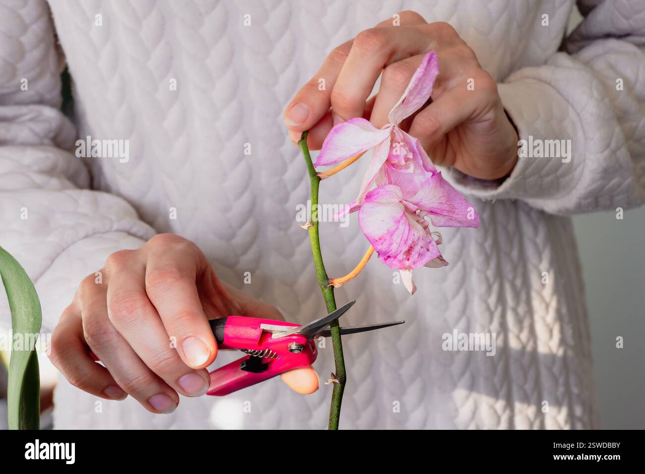 Pruning damaged orchid flowers with scissors. Home gardening, orchid ...