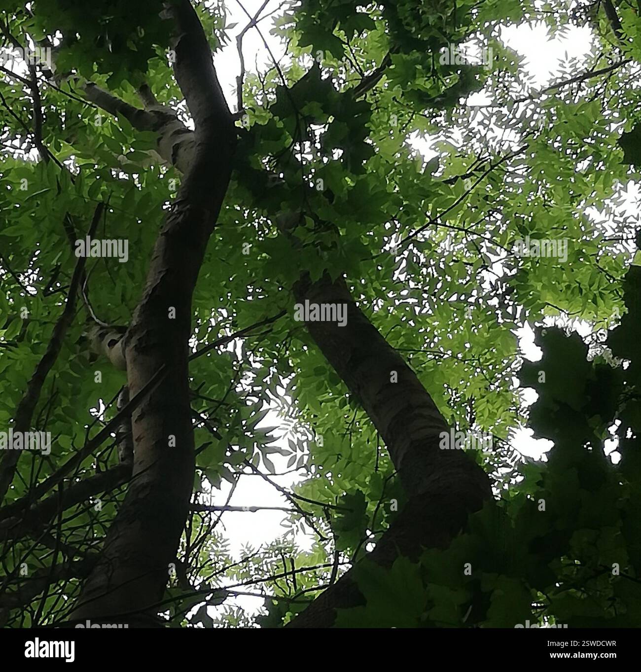 European ash (Fraxinus excelsior), Plantae, Rieder, Ballenstedt ...
