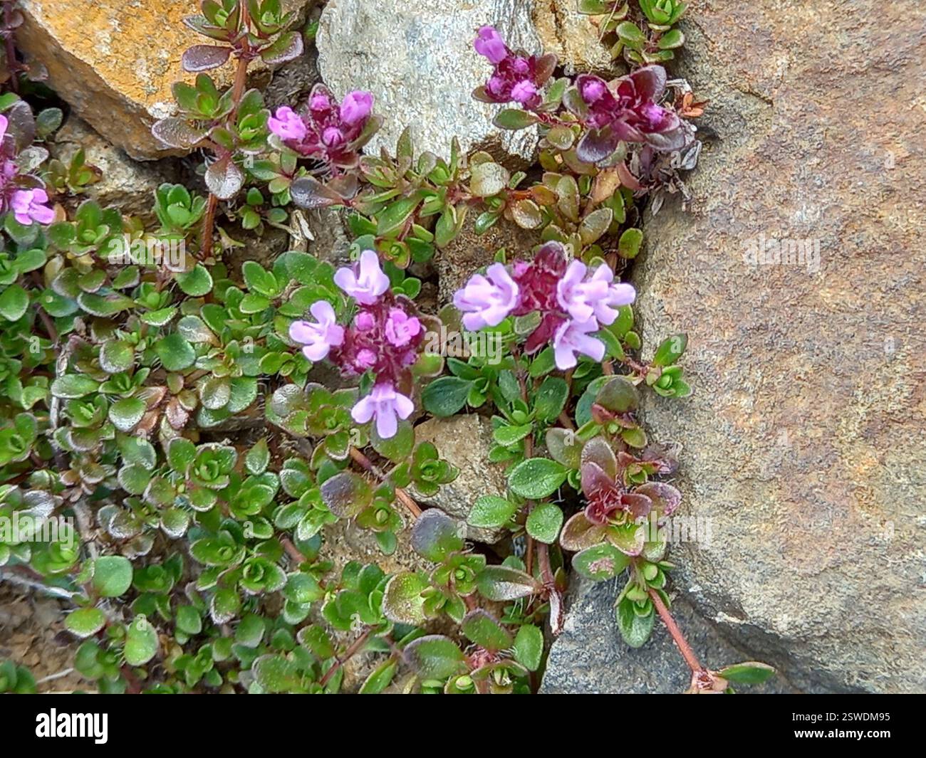 Mother of Thyme (Thymus praecox), Plantae, Highland, Scotland, GB Stock ...