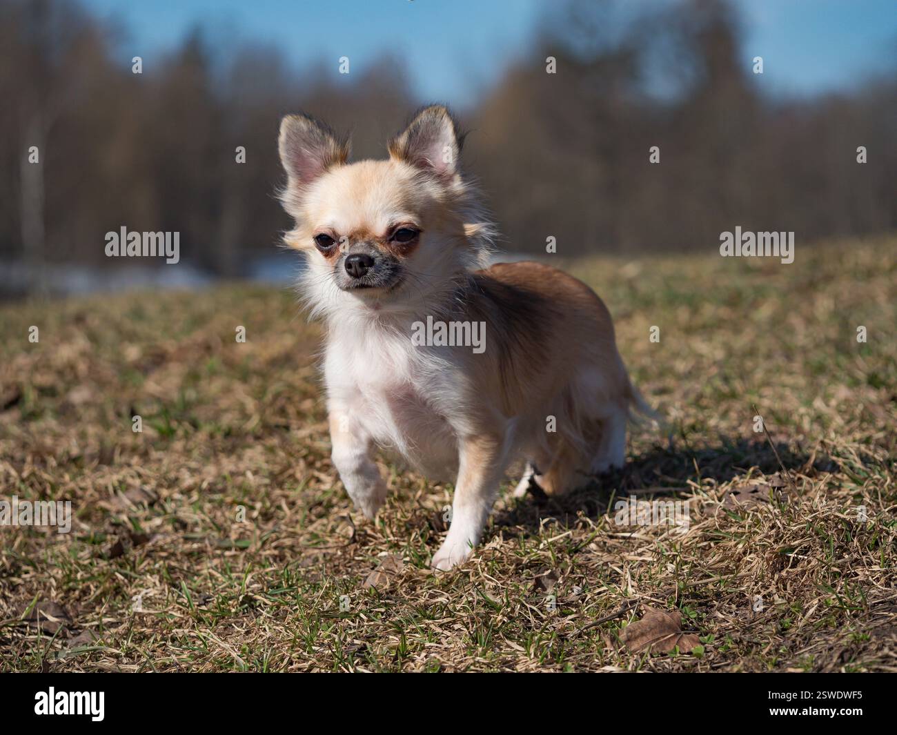 Long-haired color sable Chihuahua dog posing outdoors Stock Photo - Alamy