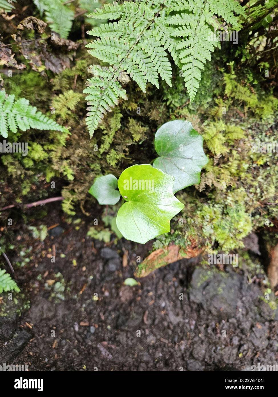 Hedera azorica hi-res stock photography and images - Alamy